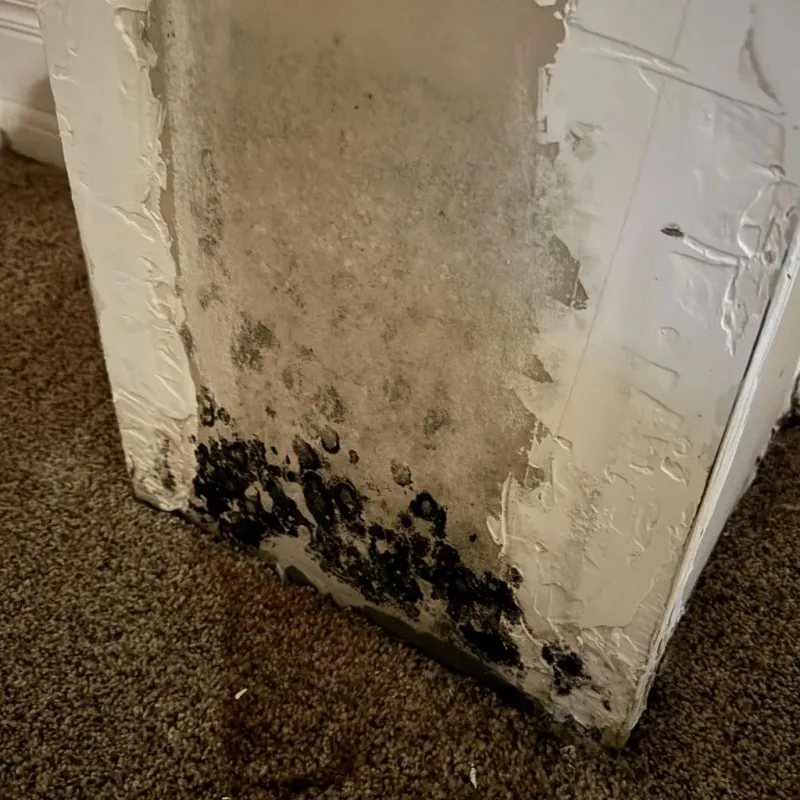 Professional Mold Removal in Tilton-Northfield, NH